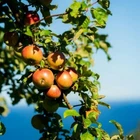 Harvest West Coast Fragrance Oil To Craft Candles Soaps Lotion Bath Products New. Price: $7.00.